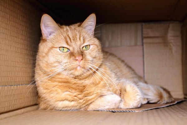 7 Tips for Moving With a Cat Across the Country